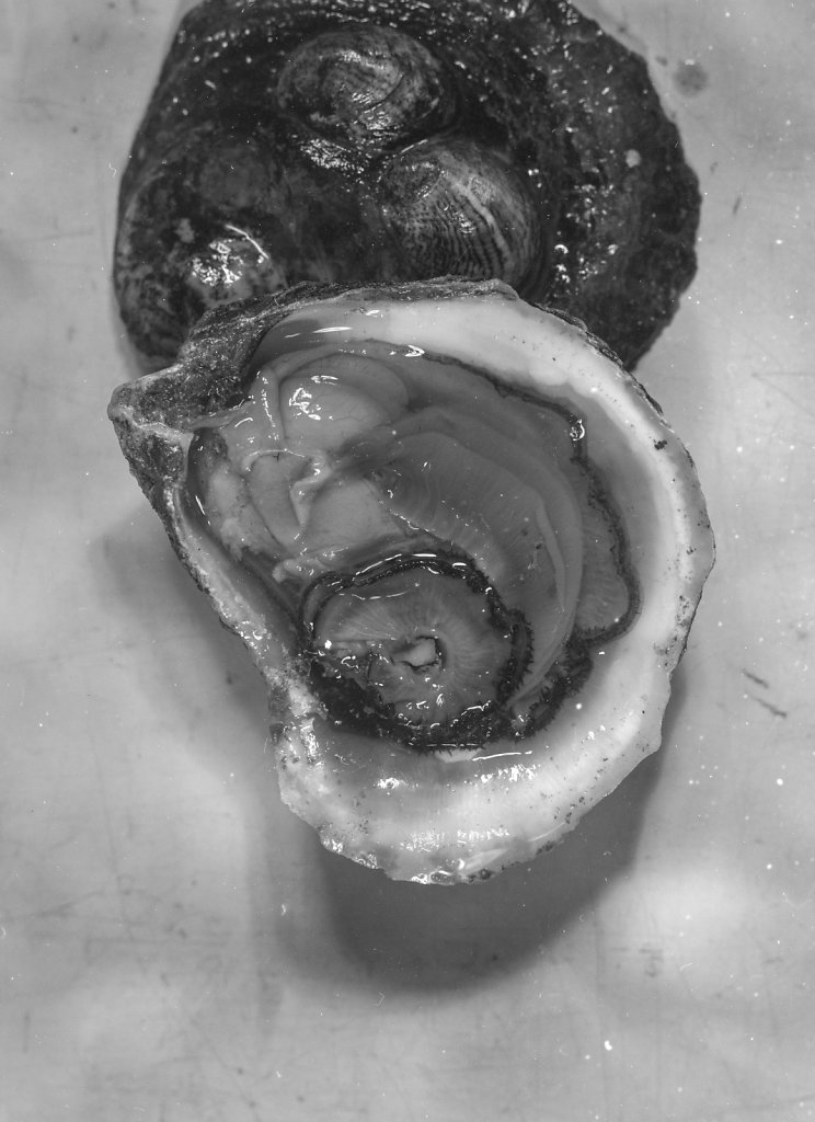 oysters007.jpg