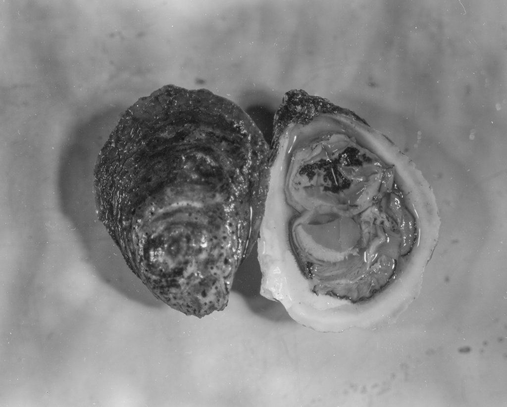 oysters010.jpg