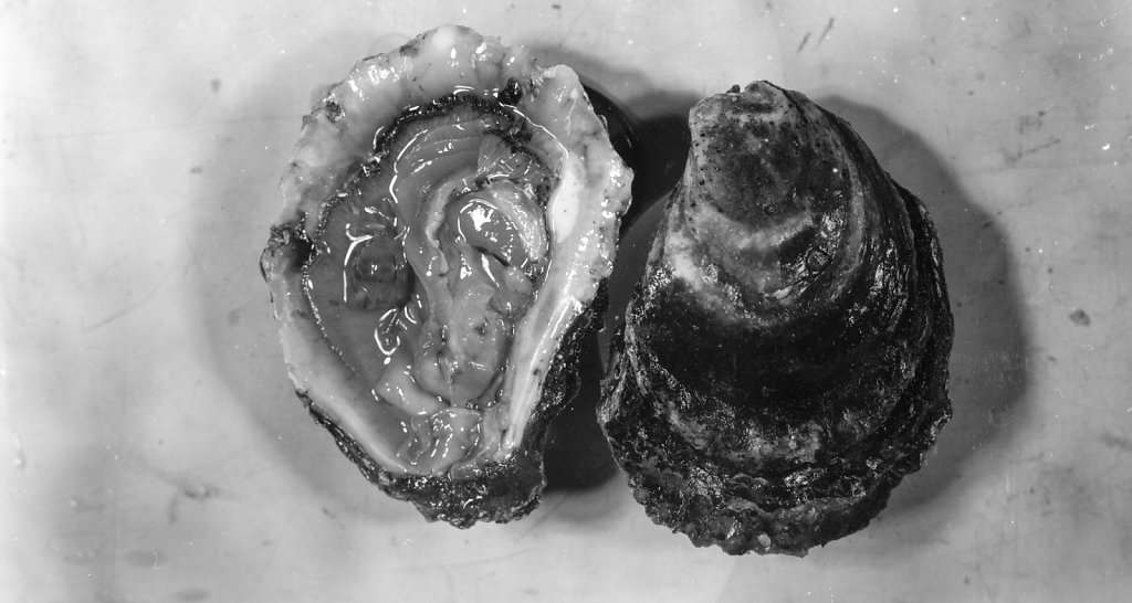 oysters011.jpg